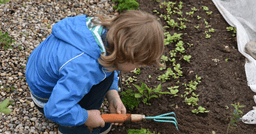 Preschool boy in a blue raincoat bending down and using a small gardening rake to rake the dirt in the garden. 