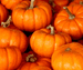 Pumpkin patch